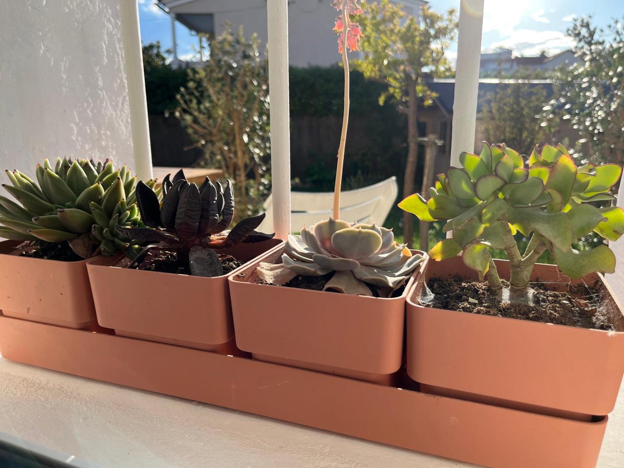 Appartement Deux Pieces Donnant Sur Un Jardin Antibes Exteriör bild